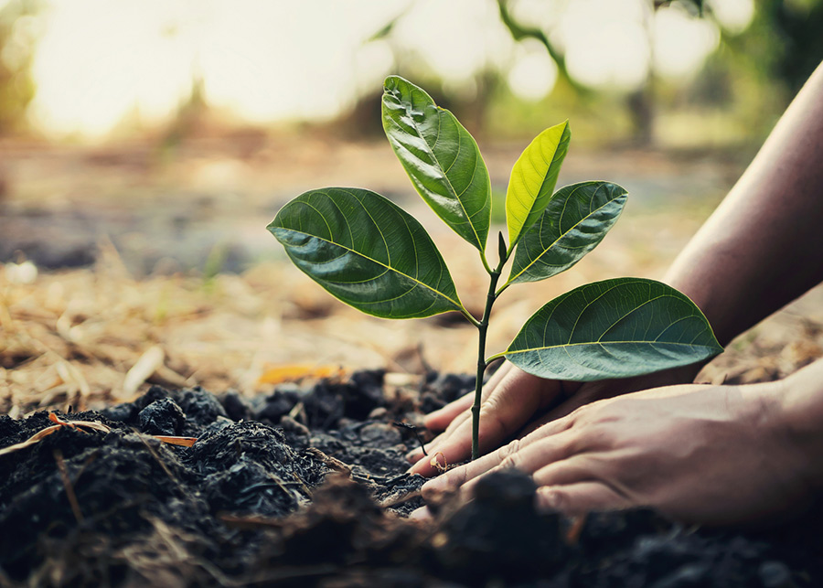 Planting and Plant Care Gloucester