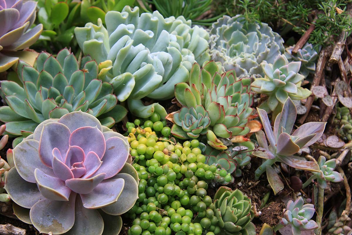 The Best Plants for a Low-Maintenance Garden - Catherine Williams - The ...