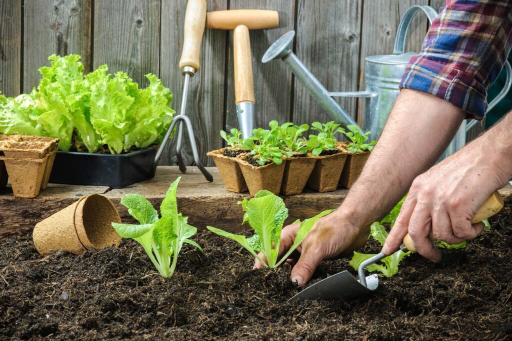 planting lettuce