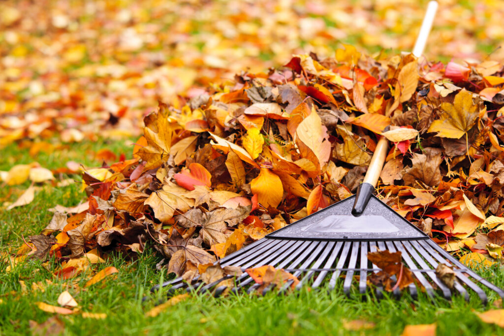 October's garden jobs - raking the leaves in the garden one of 10