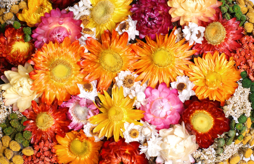 Dried flowers from your garden in October